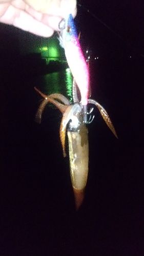スルメイカの釣果
