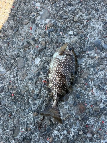 アイゴの釣果