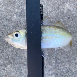 アジ