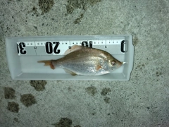 ウミタナゴの釣果