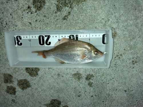 ウミタナゴの釣果