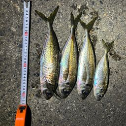 アジ