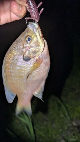 ブルーギルの釣果