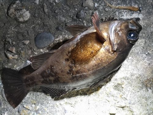 アカメバルの釣果