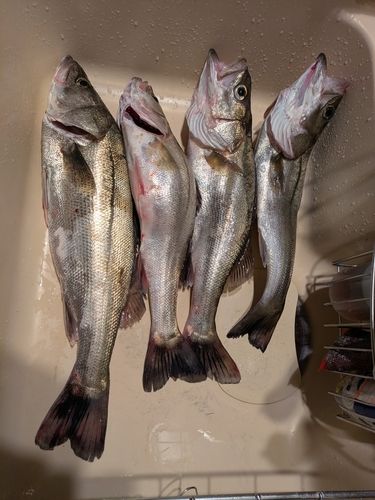 シーバスの釣果