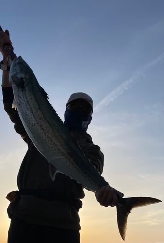 サワラの釣果
