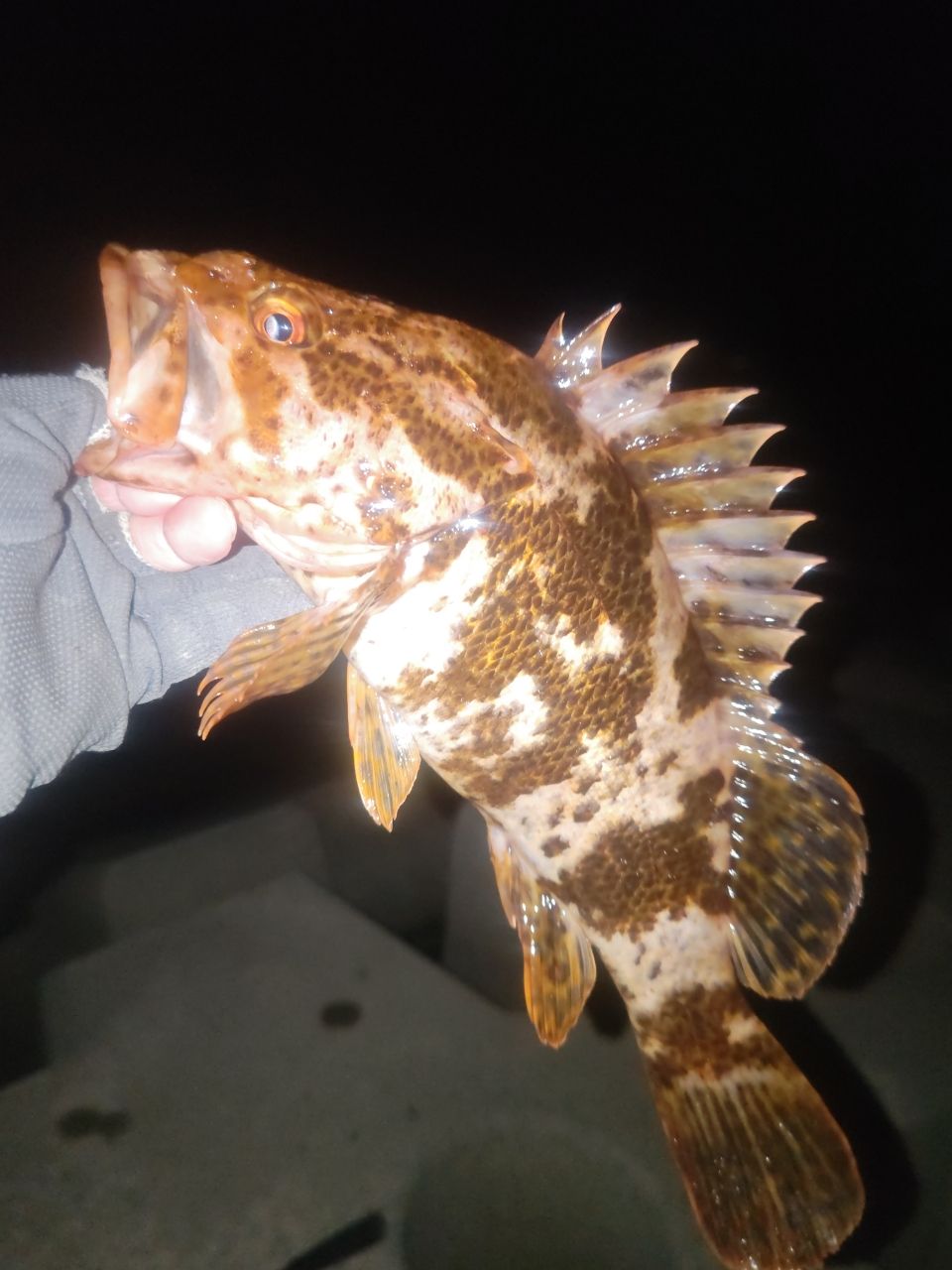 タケノコメバル