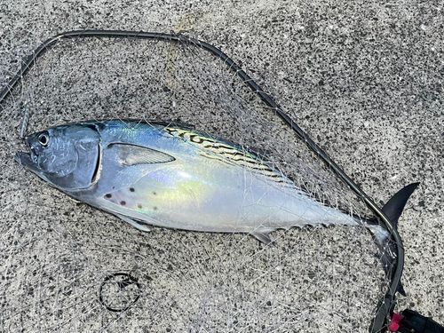 スマガツオの釣果