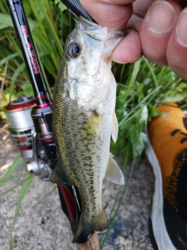 ラージマウスバスの釣果