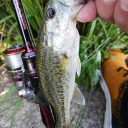 ラージマウスバス