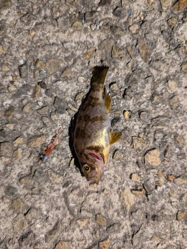 シロメバルの釣果