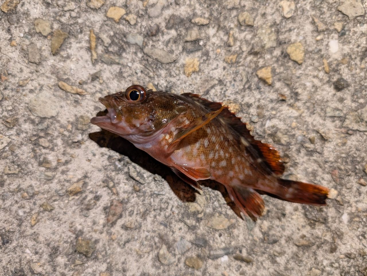 シロメバル
