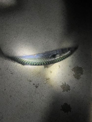 サバの釣果