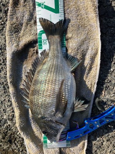 メイタの釣果