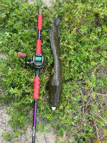 ライギョの釣果