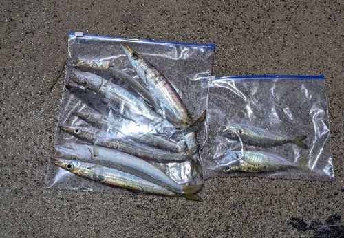 カマスの釣果