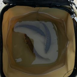 アジ
