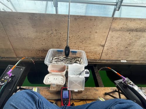 ワカサギの釣果