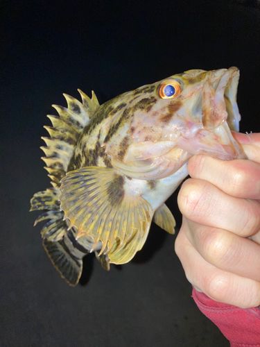 ベッコウゾイの釣果