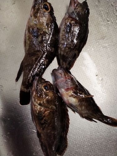 カサゴの釣果