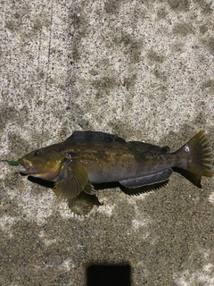 アイナメの釣果
