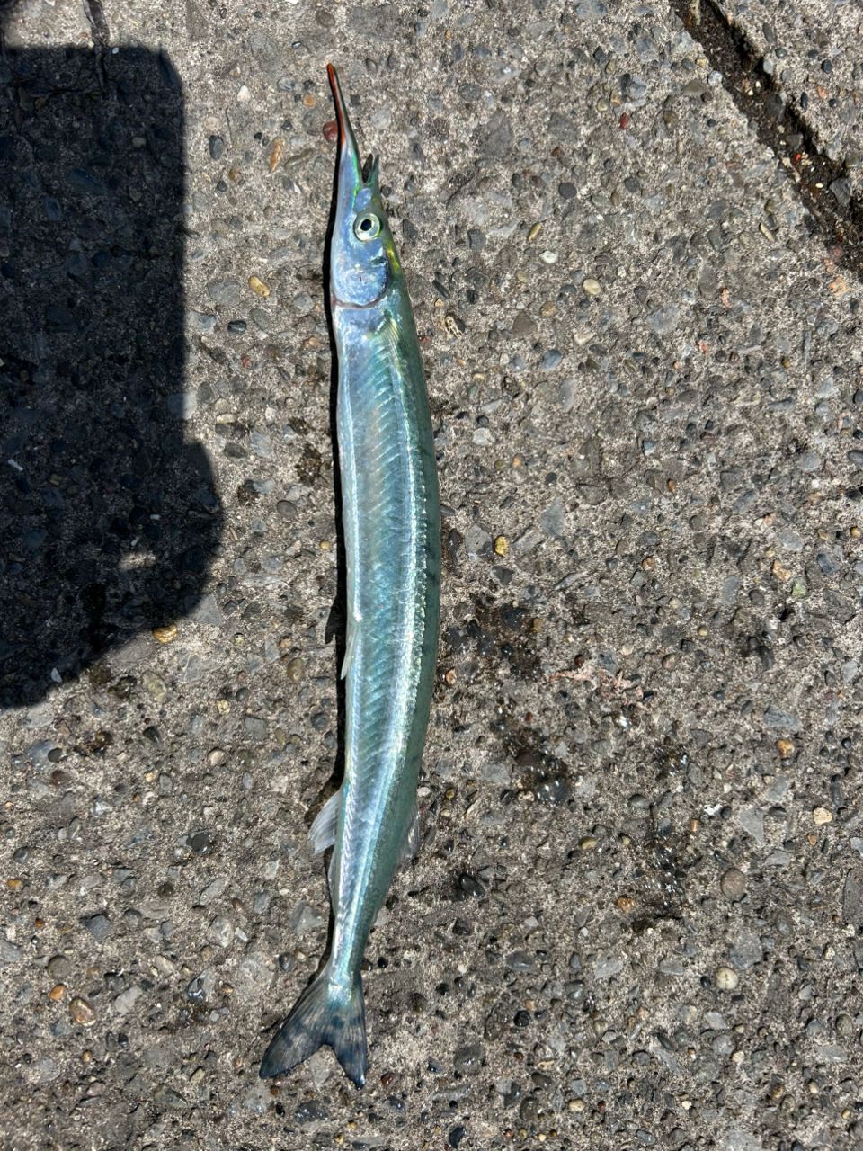 サヨリ
