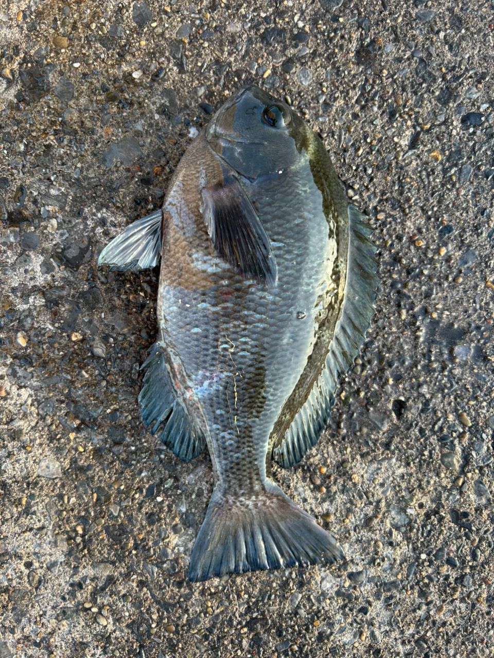 サヨリ