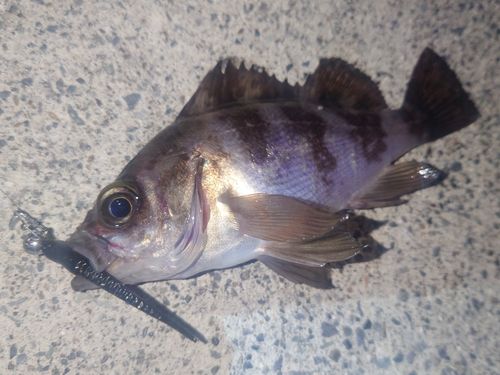 メバルの釣果