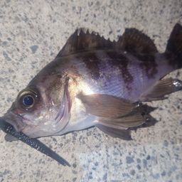 メバル