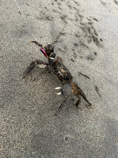 カニの釣果