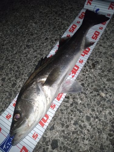 スズキの釣果