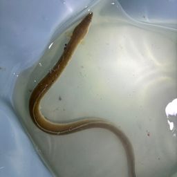 ウナギ