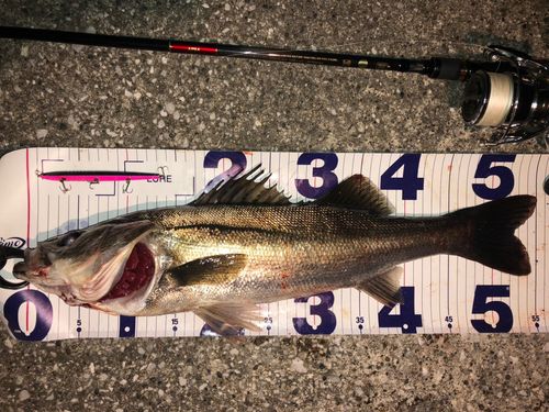 シーバスの釣果