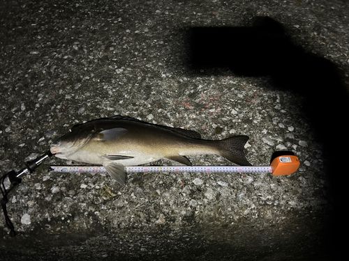 コロダイの釣果