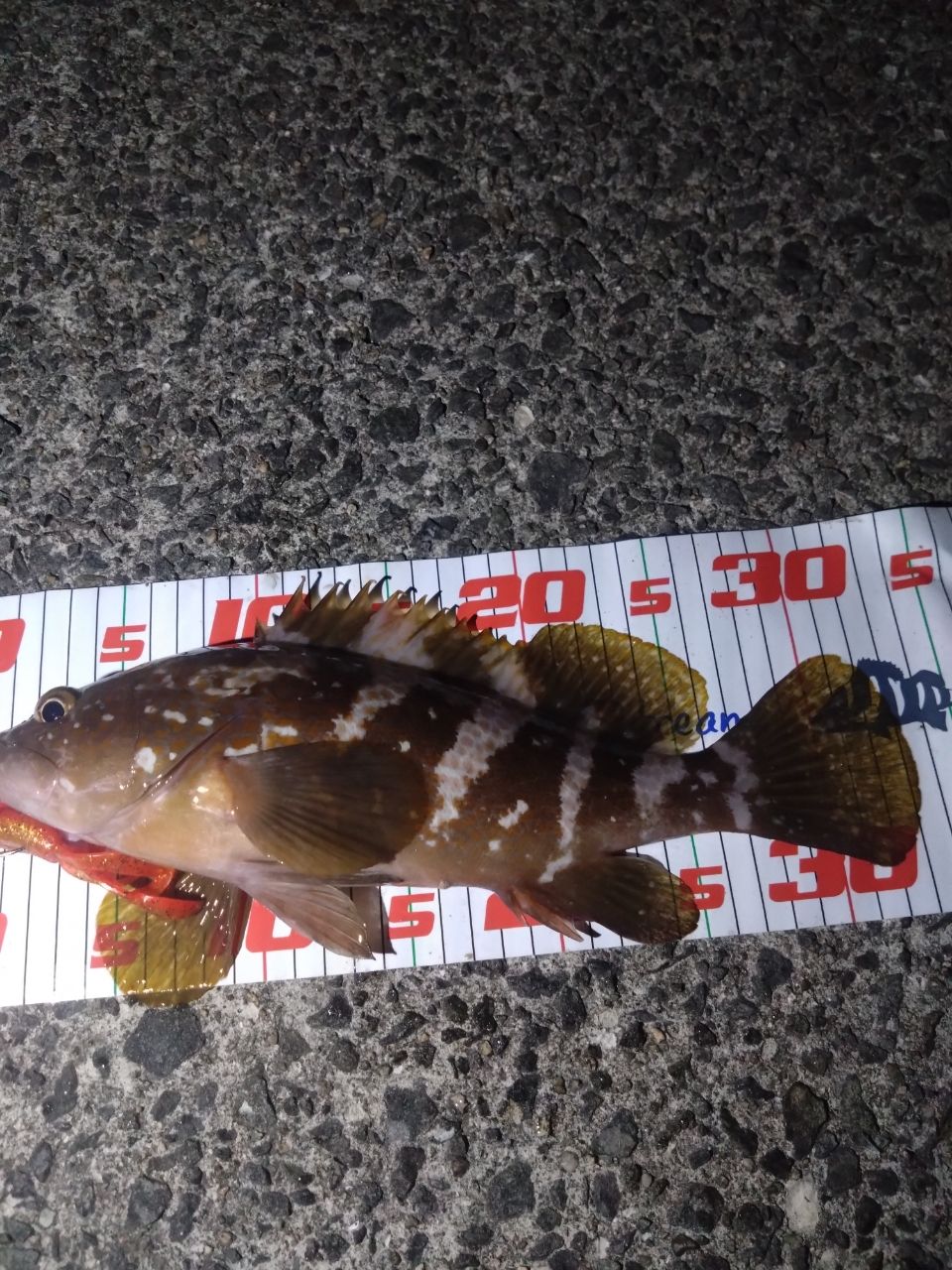 アコウ