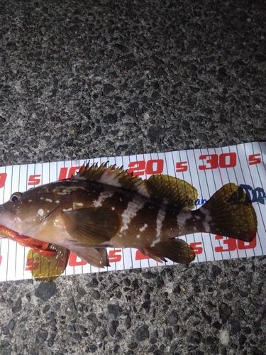 アコウの釣果