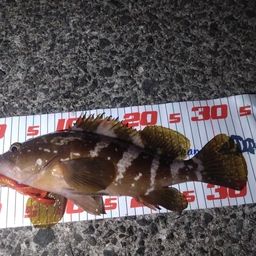 アコウ