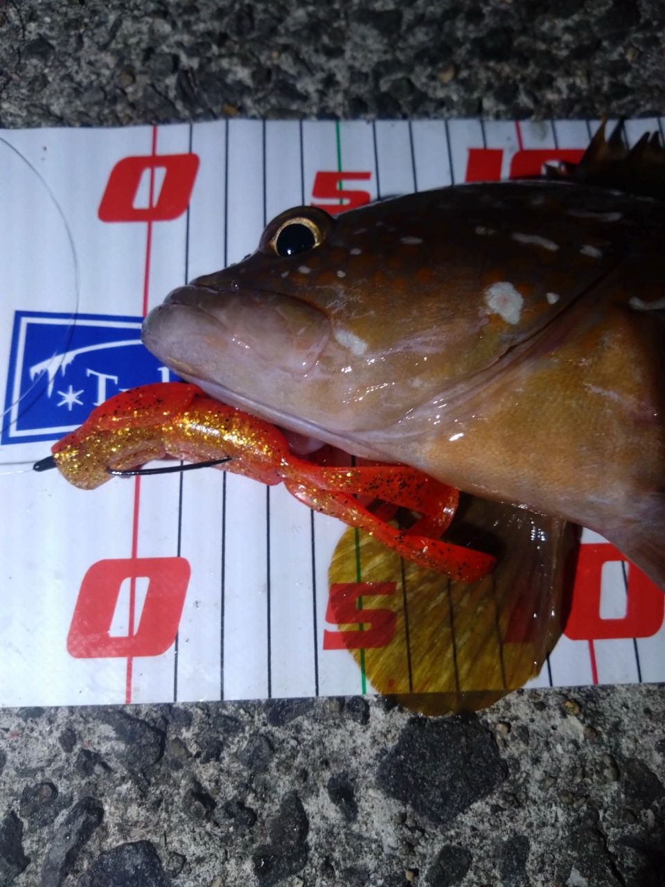 アコウ