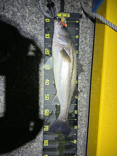 マルスズキの釣果