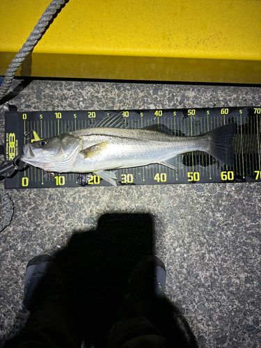 マルスズキの釣果