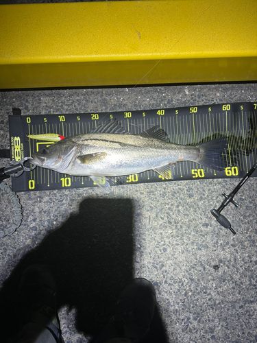 マルスズキの釣果