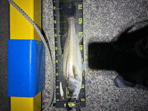 マルスズキの釣果