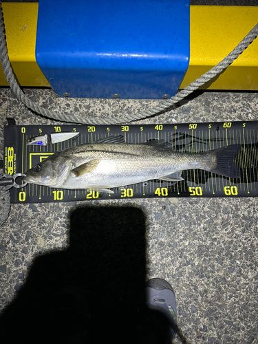 マルスズキの釣果