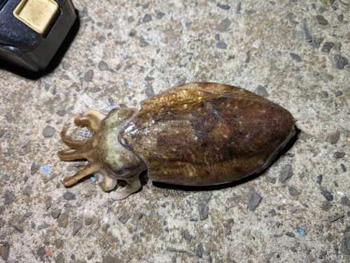 マツバイカの釣果