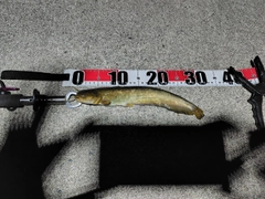 ナマズの釣果