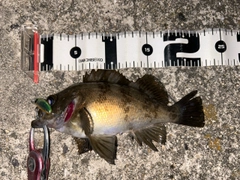 シロメバルの釣果