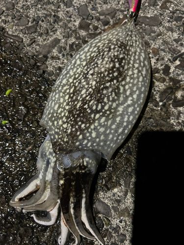 コウイカの釣果