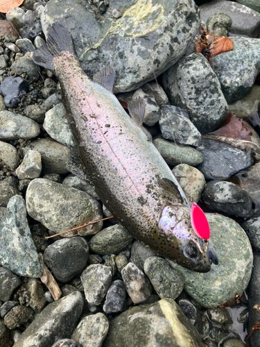 ニジマスの釣果