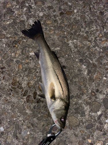 スズキの釣果