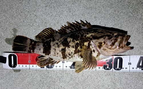 ベッコウゾイ